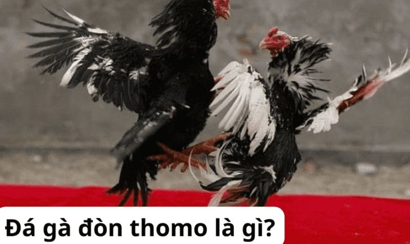 Dịch vụ hỗ trợ dành cho người chơi cấp Shbet - Shbet